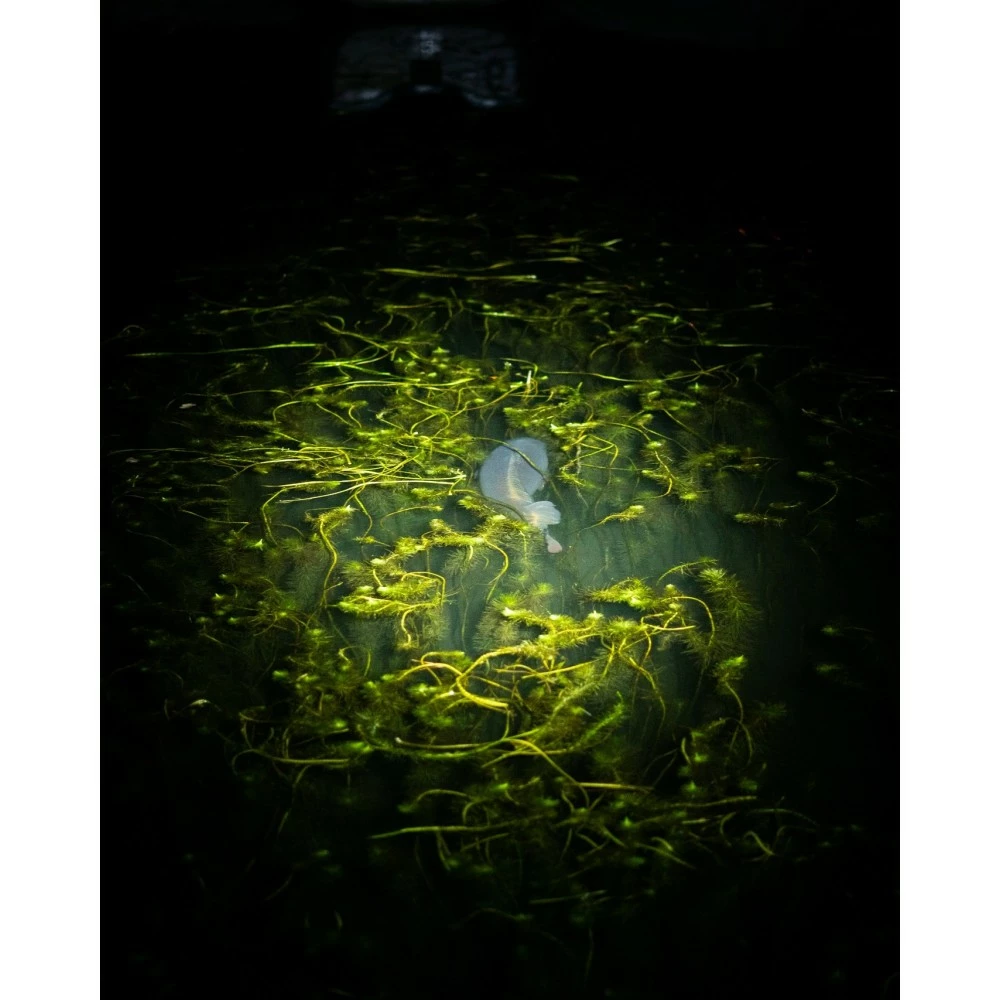 Lampe Frontale Nash Moonshine Micro Lite – Image 6